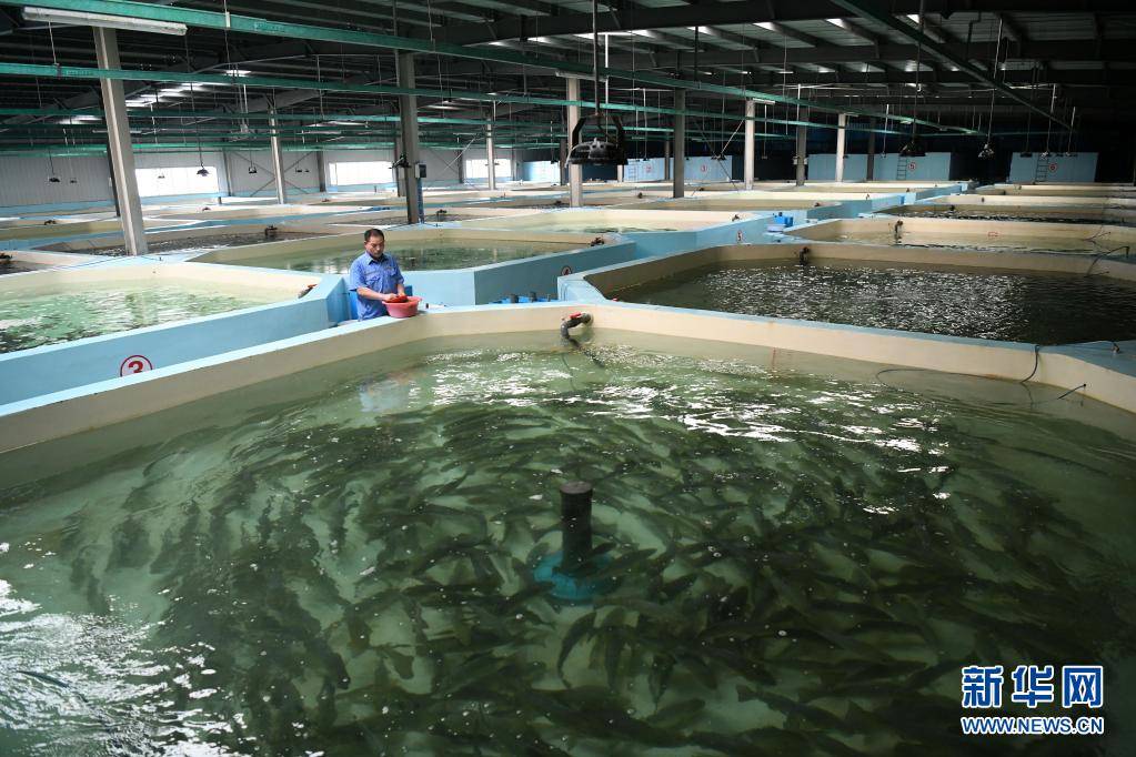 山东日照:"智慧渔业"助力水产养殖提质增效
