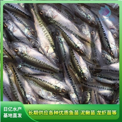 产品图片_广州市花都区赤坭日亿水产鱼苗养殖场